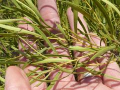 Euclea linearis