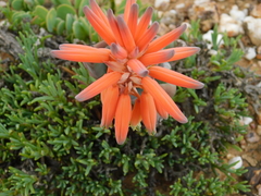 Aloe krapohliana