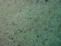 Heteromycteris capensis