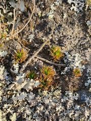 Colobanthus strictus