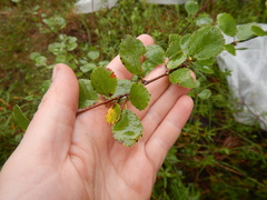 Betula divaricata