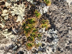 Colobanthus strictus