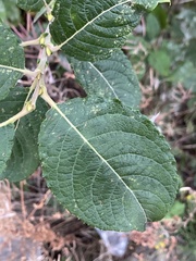 Salix caprea