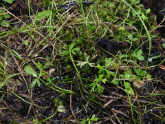 Ranunculus glabrifolius