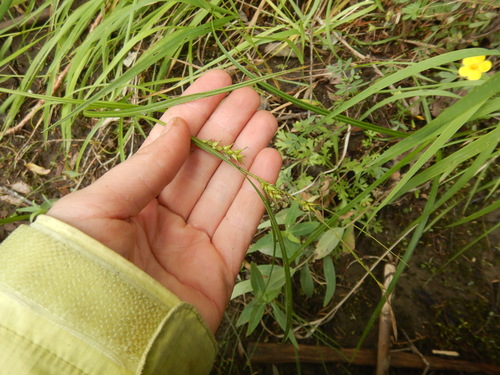 Carex sordida iNat (2)