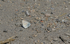 Aricia nicias