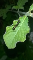 Odontomantis pulchra