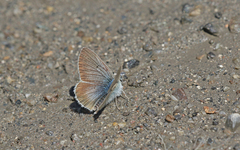 Aricia nicias