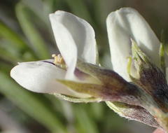 Psoralea candicans