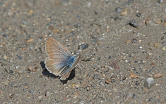 Aricia nicias
