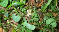 Cissampelos torulosa