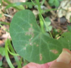 Cissampelos torulosa