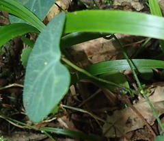 Cissampelos torulosa