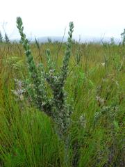 Amphithalea fourcadei