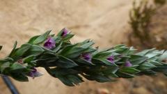 Amphithalea fourcadei