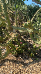 Austrocylindropuntia subulata