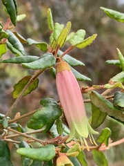 Correa reflexa reflexa