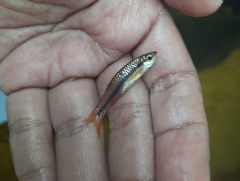 Rasbora einthovenii