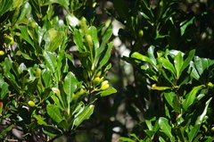 Erythroxylum nitidulum