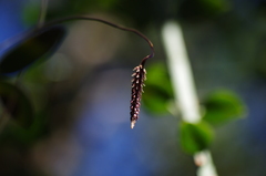 Ploiarium