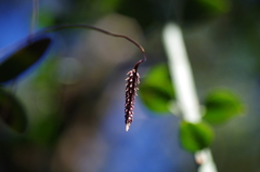 Ploiarium