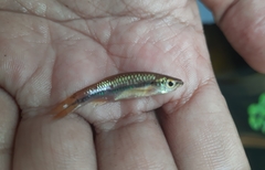 Rasbora einthovenii