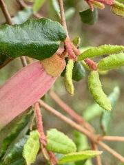Correa reflexa reflexa