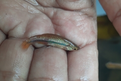 Rasbora einthovenii