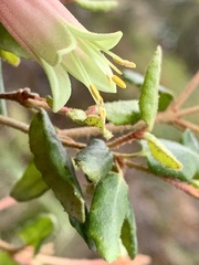 Correa reflexa reflexa
