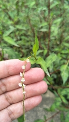 Persicaria pubescens