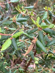 Correa reflexa reflexa