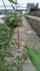 Persicaria pubescens