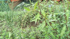 Persicaria pubescens
