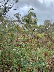 Correa reflexa reflexa