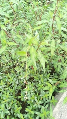 Persicaria pubescens