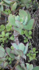 Cotyledon velutina