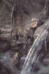 Panthera tigris tigris