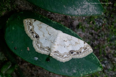 Scopula propinquaria