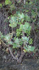 Cotyledon velutina