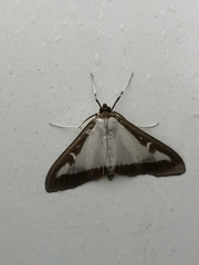 Cydalima perspectalis