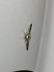 Cydalima perspectalis