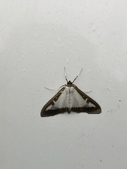 Cydalima perspectalis