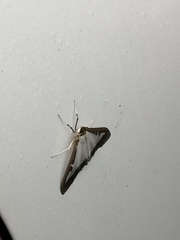 Cydalima perspectalis