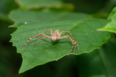 Hamadruas hieroglyphica