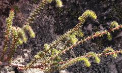 Erica recurvifolia