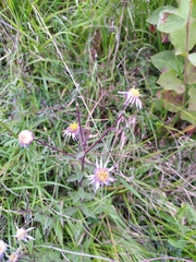 Aster amellus