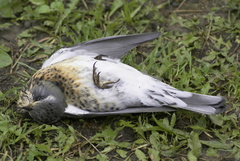 Turdus pilaris