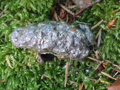Bionectriaceae