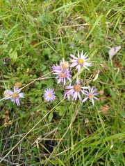 Aster amellus