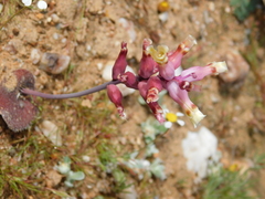 Lachenalia trichophylla